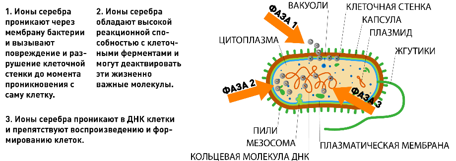 Как серебро борется с микроорганизмами?, фото 4